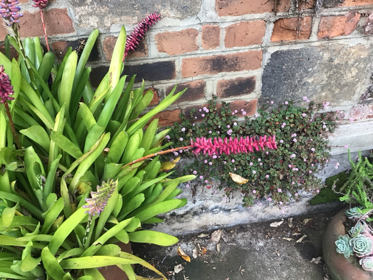 MATCHSTICK BROMELIAD